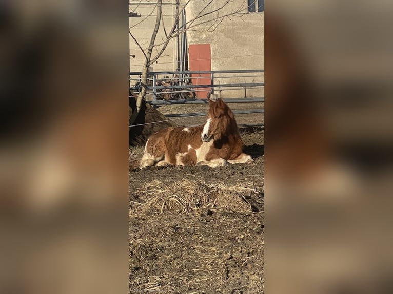 Deutsches Reitpony Mix Stute 24 Jahre 135 cm Schecke in Berlin