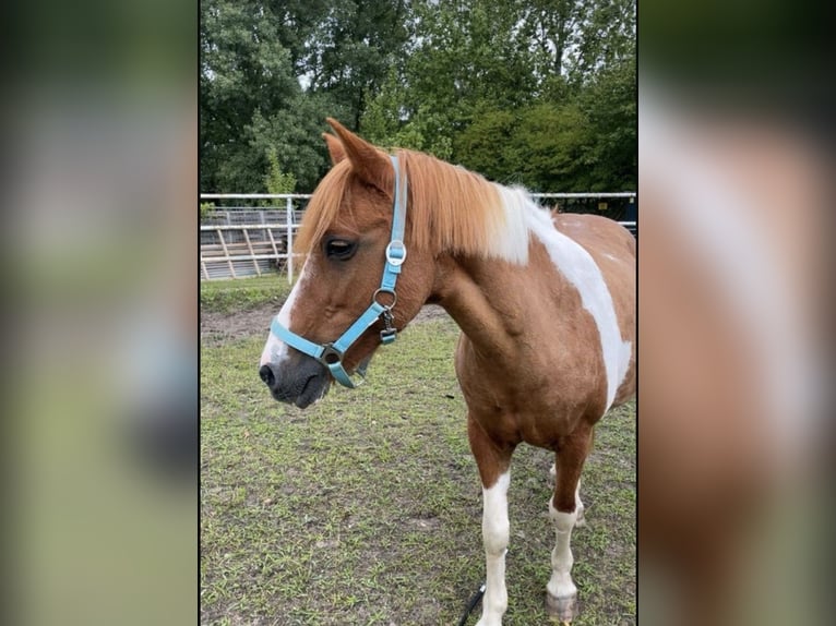 Deutsches Reitpony Mix Stute 24 Jahre 135 cm Schecke in Berlin