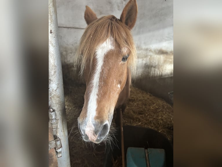 Deutsches Reitpony Stute 24 Jahre 138 cm Fuchs in Alsdorf