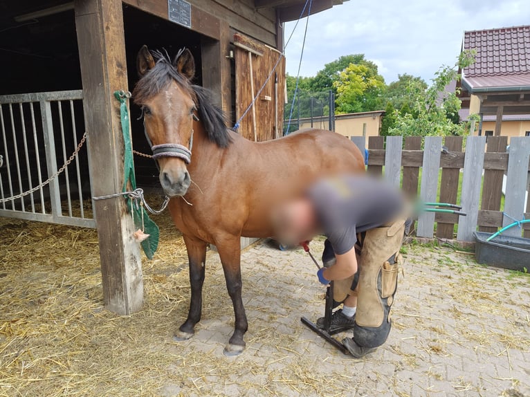 Deutsches Reitpony Stute 24 Jahre 142 cm Brauner in Wei&#xDF;ensee