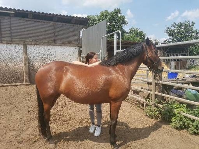 Deutsches Reitpony Stute 24 Jahre 142 cm Brauner in Wei&#xDF;ensee