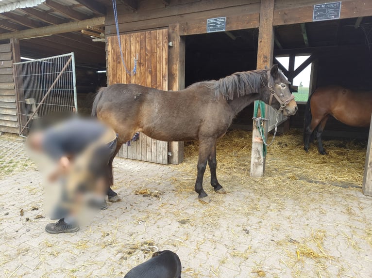 Deutsches Reitpony Stute 24 Jahre 142 cm Brauner in Wei&#xDF;ensee