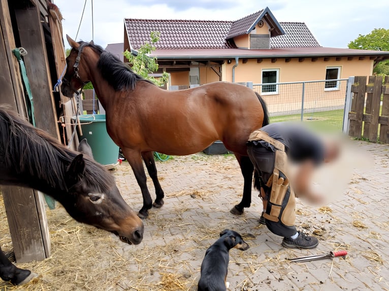 Deutsches Reitpony Stute 24 Jahre 142 cm Brauner in Wei&#xDF;ensee