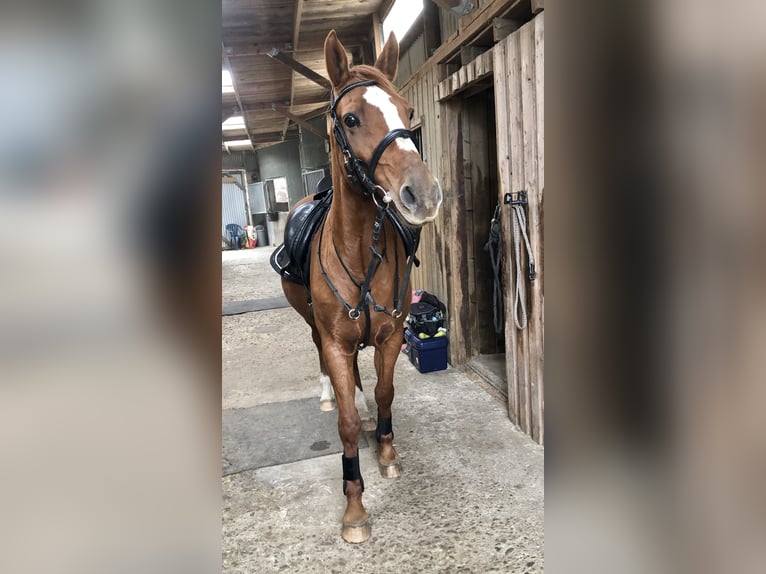 Deutsches Reitpony Stute 24 Jahre 152 cm Fuchs in Stolberg (Rheinland)