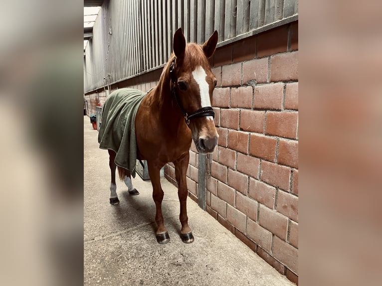 Deutsches Reitpony Stute 24 Jahre 152 cm Fuchs in Stolberg (Rheinland)