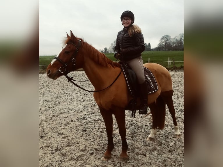 Deutsches Reitpony Stute 24 Jahre 152 cm Fuchs in Stolberg (Rheinland)