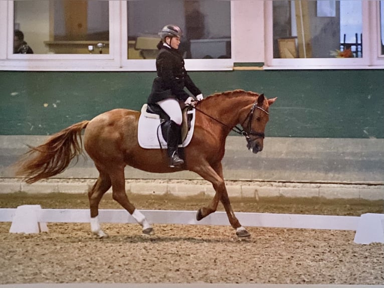 Deutsches Reitpony Stute 25 Jahre 140 cm in Traiskirchen