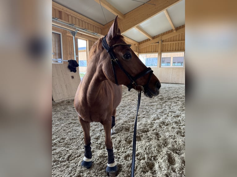 Deutsches Reitpony Stute 25 Jahre 140 cm in Traiskirchen