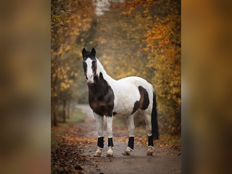 Deutsches Reitpony Mix Stute 25 Jahre 140 cm Schecke in Sankt Augustin