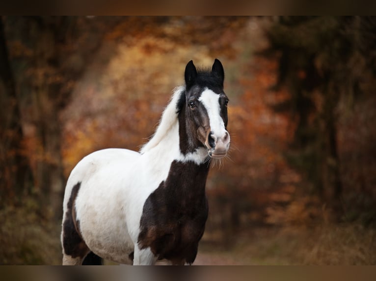 Deutsches Reitpony Mix Stute 25 Jahre 140 cm Schecke in Sankt Augustin