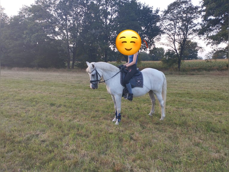 Deutsches Reitpony Stute 27 Jahre 136 cm Schimmel in Lasbek