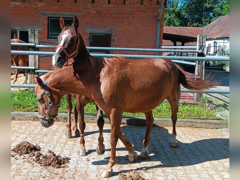 Deutsches Reitpony Stute 28 Jahre 147 cm Fuchs in Waldstetten