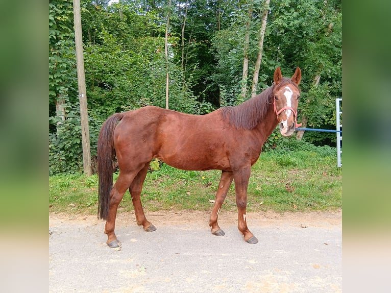 Deutsches Reitpony Stute 28 Jahre 147 cm Fuchs in Waldstetten