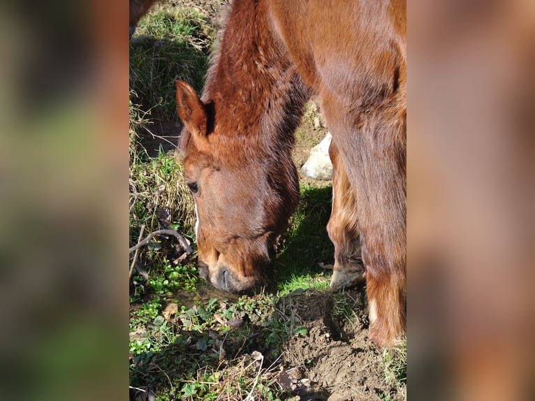 Deutsches Reitpony Stute 28 Jahre 147 cm Fuchs in Waldstetten