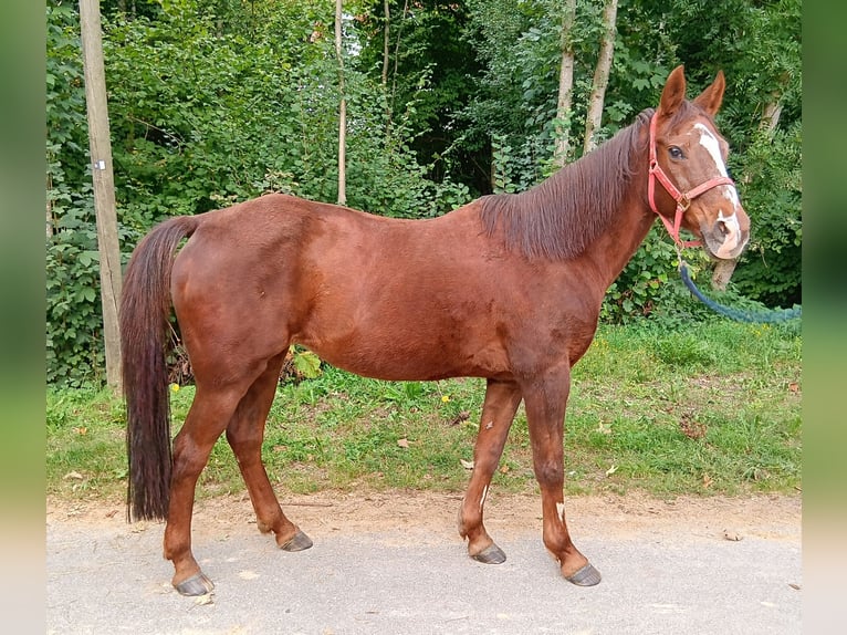 Deutsches Reitpony Stute 28 Jahre 147 cm Fuchs in Waldstetten