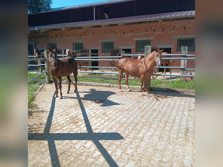 Deutsches Reitpony Stute 28 Jahre 147 cm Fuchs in Waldstetten