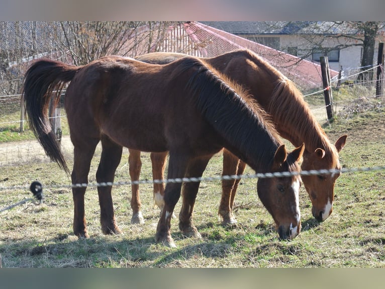 Deutsches Reitpony Stute 28 Jahre 147 cm Fuchs in Waldstetten