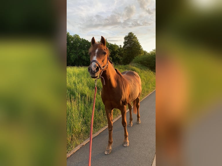 Deutsches Reitpony Stute 29 Jahre  in Herzogenaurach