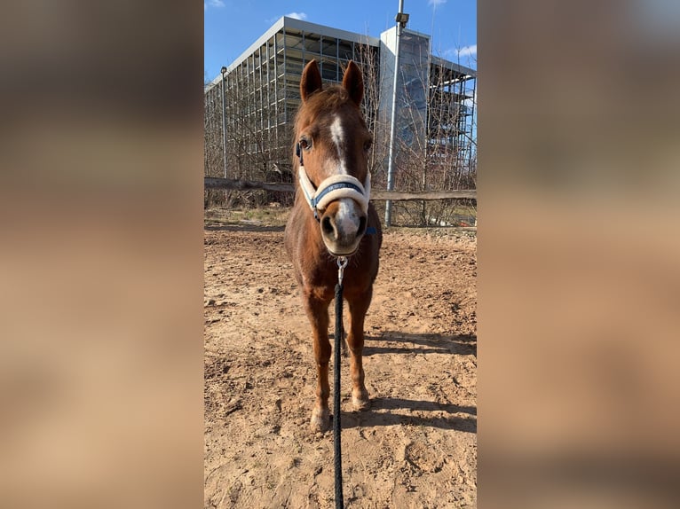 Deutsches Reitpony Stute 29 Jahre  in Herzogenaurach