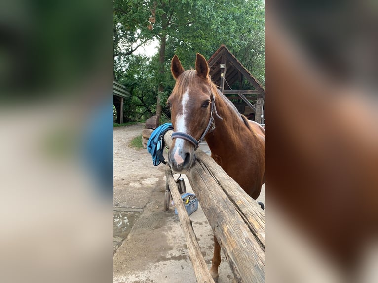 Deutsches Reitpony Stute 29 Jahre  in Herzogenaurach