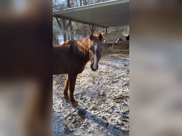 Deutsches Reitpony Stute 29 Jahre  in Herzogenaurach