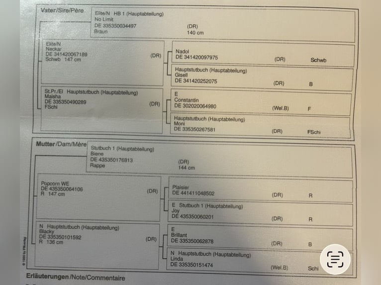 Deutsches Reitpony Stute 2 Jahre 132 cm Dunkelbrauner in Friesoythe