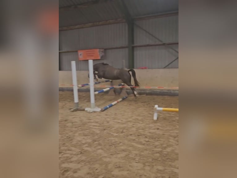 Deutsches Reitpony Stute 2 Jahre 135 cm Schimmel in Gera
