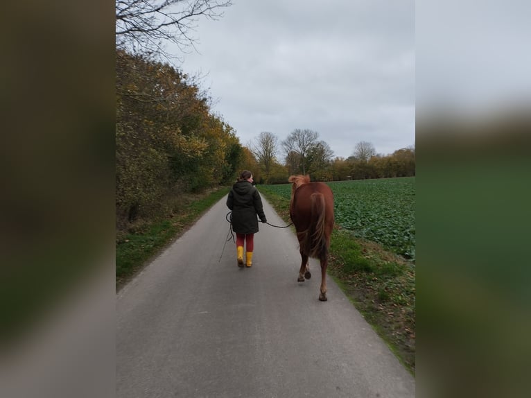 Deutsches Reitpony Mix Stute 2 Jahre 136 cm Fuchs in Kenz