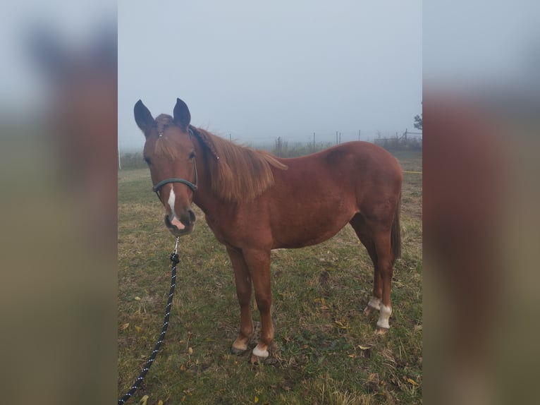 Deutsches Reitpony Mix Stute 2 Jahre 136 cm Fuchs in Kenz