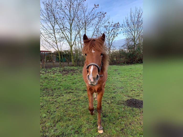 Deutsches Reitpony Mix Stute 2 Jahre 136 cm Fuchs in Kenz