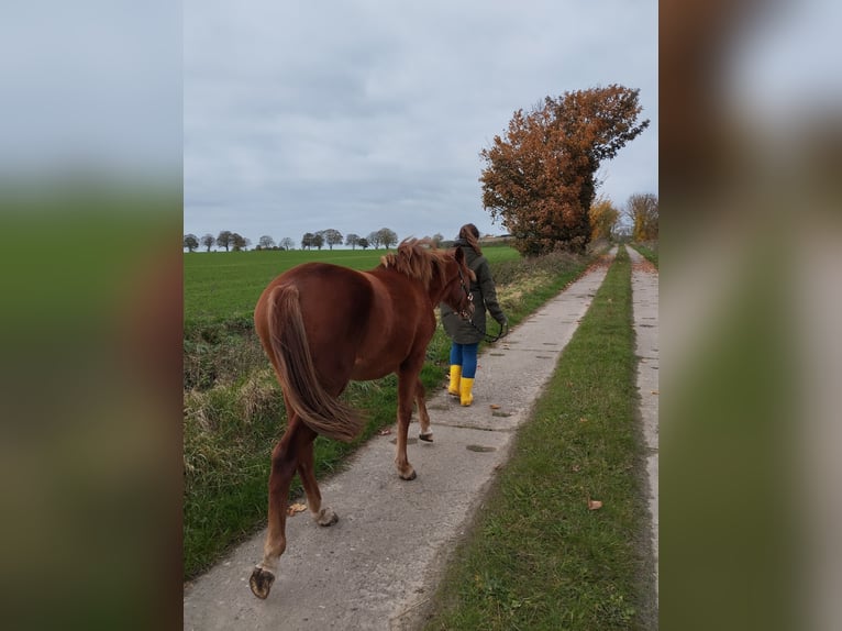 Deutsches Reitpony Mix Stute 2 Jahre 136 cm Fuchs in Kenz