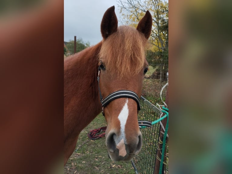 Deutsches Reitpony Mix Stute 2 Jahre 136 cm Fuchs in Kenz