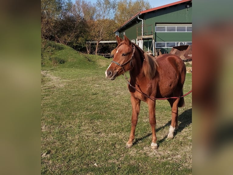 Deutsches Reitpony Mix Stute 2 Jahre 136 cm Fuchs in Kenz