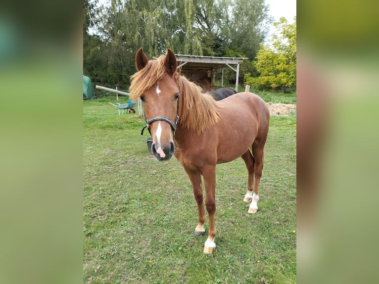 Deutsches Reitpony Mix Stute 2 Jahre 136 cm Fuchs in Kenz