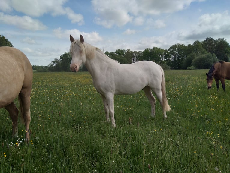 Deutsches Reitpony Stute 2 Jahre 138 cm Cremello in Bienenbüttel