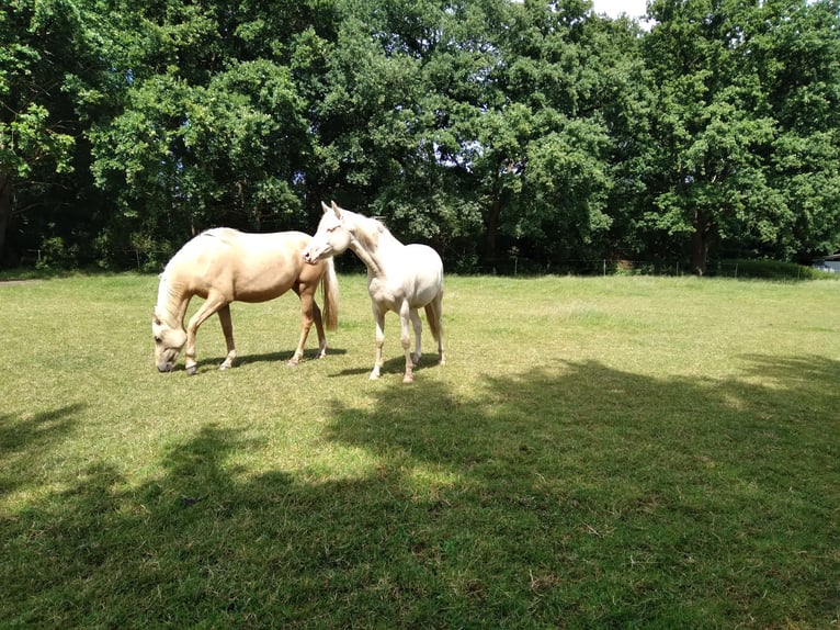 Deutsches Reitpony Stute 2 Jahre 138 cm Cremello in Bienenbüttel