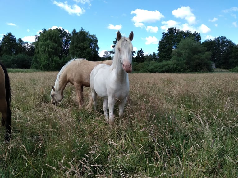 Deutsches Reitpony Stute 2 Jahre 138 cm Cremello in Bienenbüttel