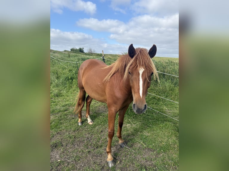 Deutsches Reitpony Stute 2 Jahre 138 cm Fuchs in Dagebüll