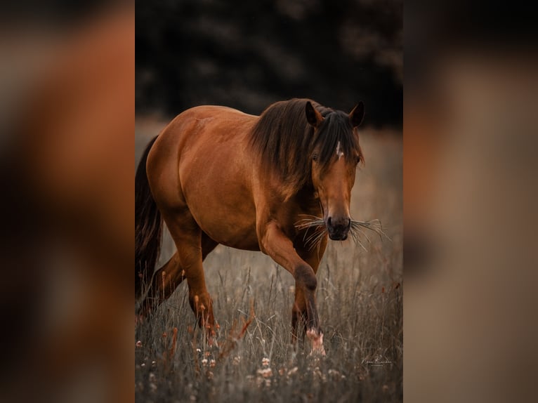 Deutsches Reitpony Stute 2 Jahre 139 cm Brauner in Wadern