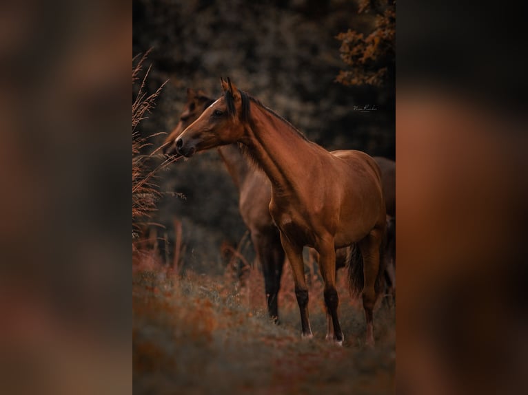 Deutsches Reitpony Stute 2 Jahre 139 cm Brauner in Wadern
