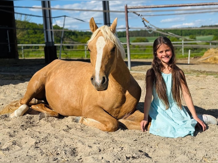Deutsches Reitpony Stute 2 Jahre 139 cm Palomino in Usingen