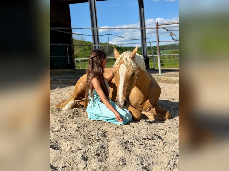 Deutsches Reitpony Stute 2 Jahre 139 cm Palomino in Usingen