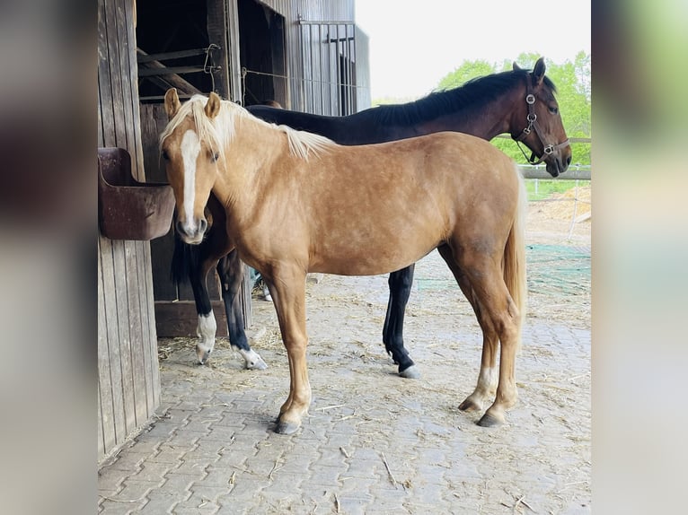 Deutsches Reitpony Stute 2 Jahre 139 cm Palomino in Usingen