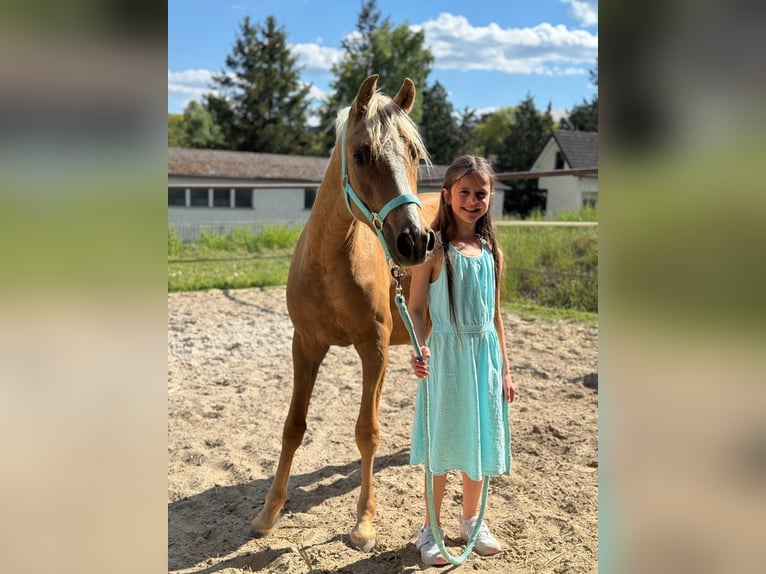 Deutsches Reitpony Stute 2 Jahre 139 cm Palomino in Usingen