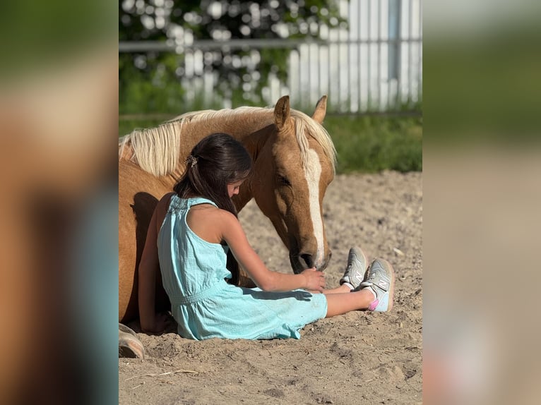 Deutsches Reitpony Stute 2 Jahre 139 cm Palomino in Usingen