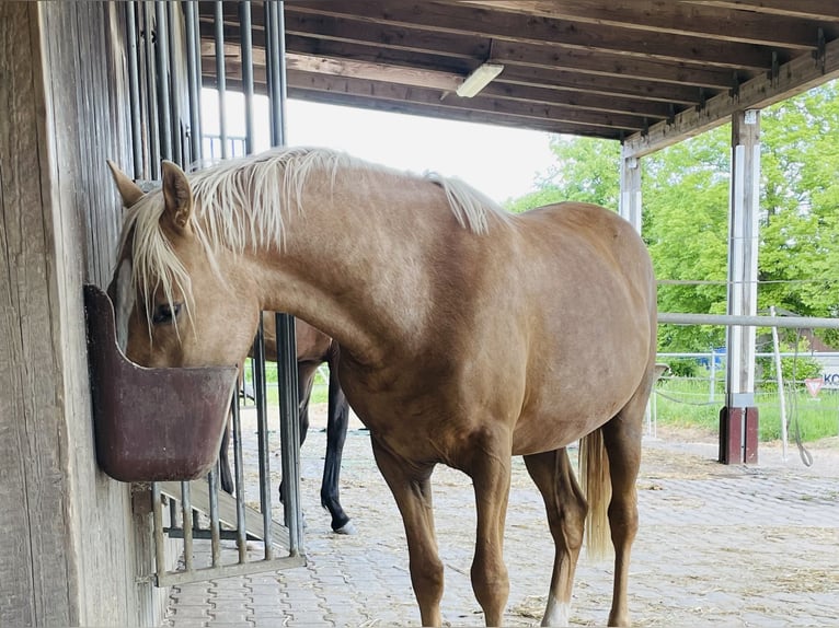 Deutsches Reitpony Stute 2 Jahre 139 cm Palomino in Usingen