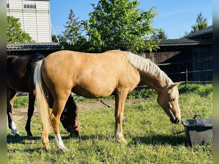 Deutsches Reitpony Stute 2 Jahre 139 cm Palomino in Usingen