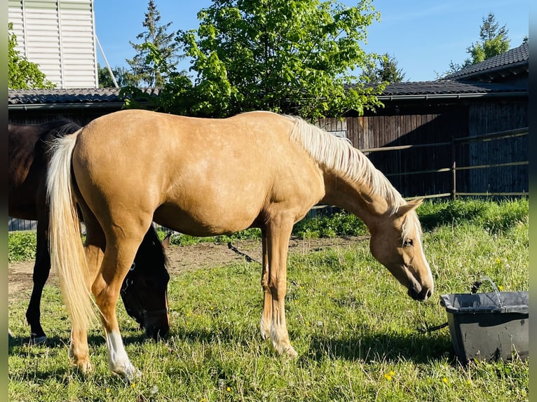 Deutsches Reitpony Stute 2 Jahre 139 cm Palomino in Usingen