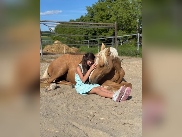 Deutsches Reitpony Stute 2 Jahre 140 cm Falbe in Usingen