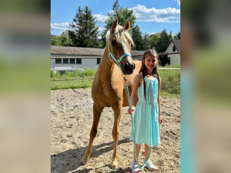 Deutsches Reitpony Stute 2 Jahre 140 cm Falbe in Usingen